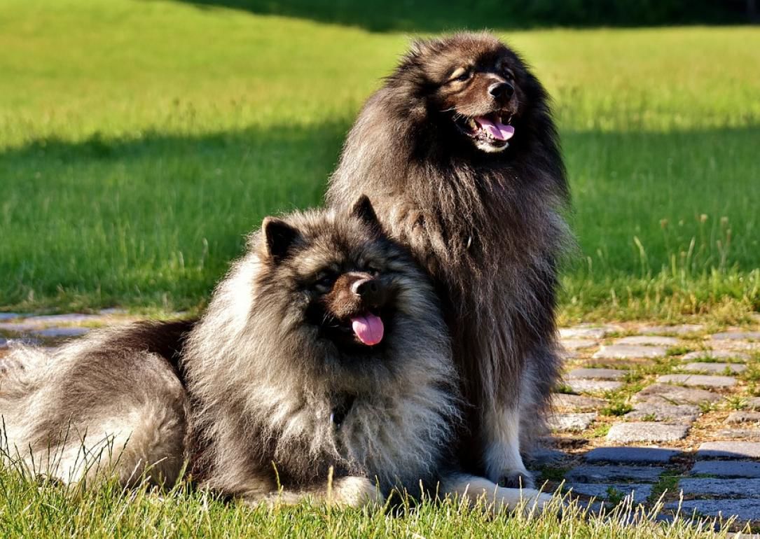 #23. Keeshond